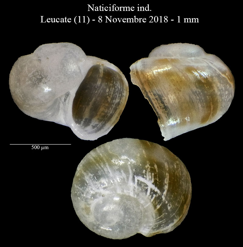 Naticiforme ind�termin�...